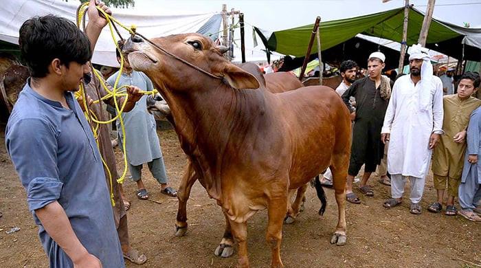 Sindh issues code of conduct for Eid ul Adha hides collection