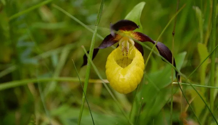 The Ladys Slipper orchid, which was once thought to be extinct in the UK. —AFP