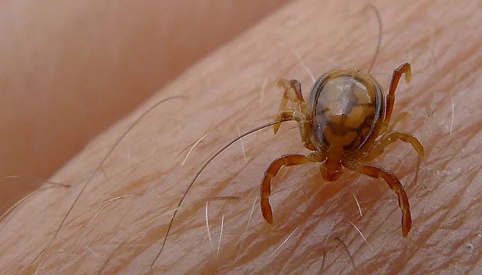 A representational image of a tick carrying Congo virus. — Reuters/File