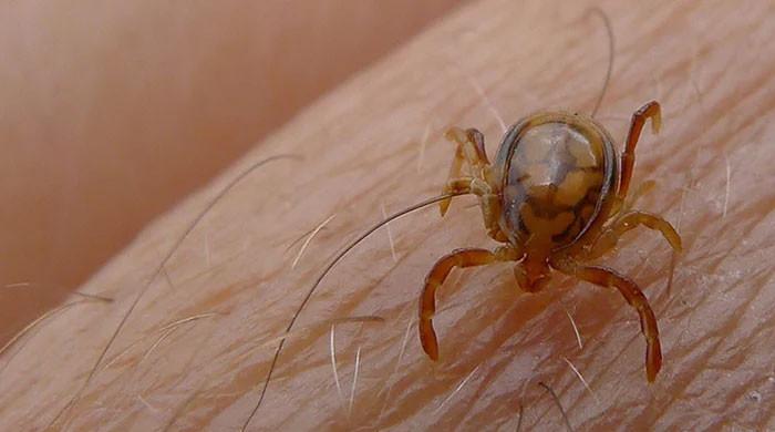 Congo virus claims another life in Karachi this year