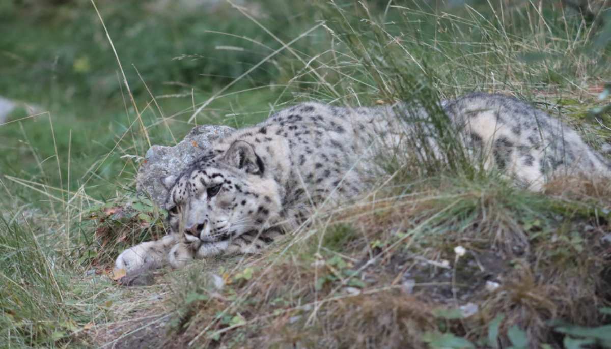 Snow leopard at the Naltar Rescue and Rehabilitation Centre, Gilgit-Baltistan. — WWF-Pakistan