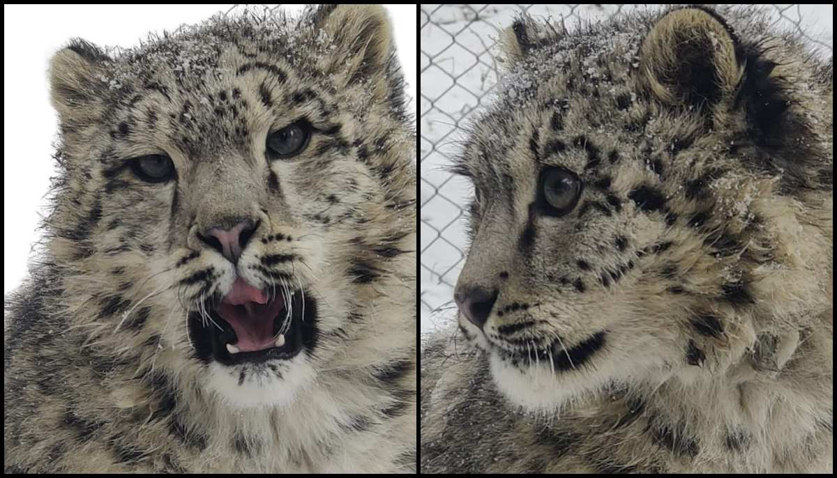 Photographs of the recently arrived cubs at Naltar center. — SLF Pakistan