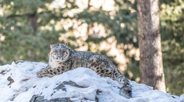 Too wild to release, too tame to survive — Pakistan's snow leopard dilemma