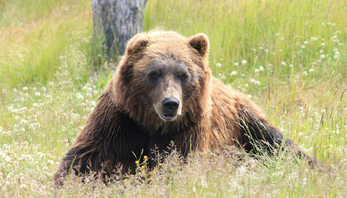 This representational image shows a bear. — Unsplash