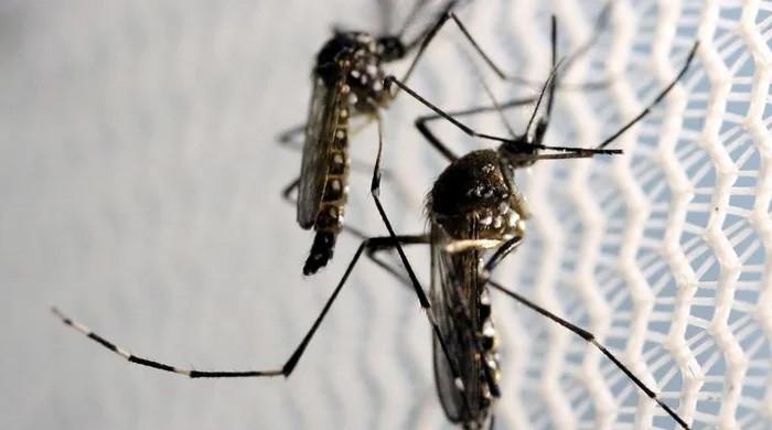 Sindh reports first death from dengue for 2025 
