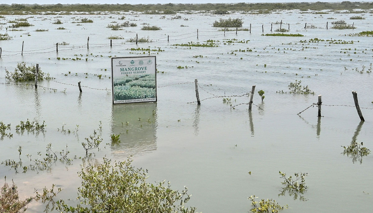 A general view shows newly planted mangroves in Keti Bandar town of Thatta district near the Indus delta on June 25, 2025. — AFP