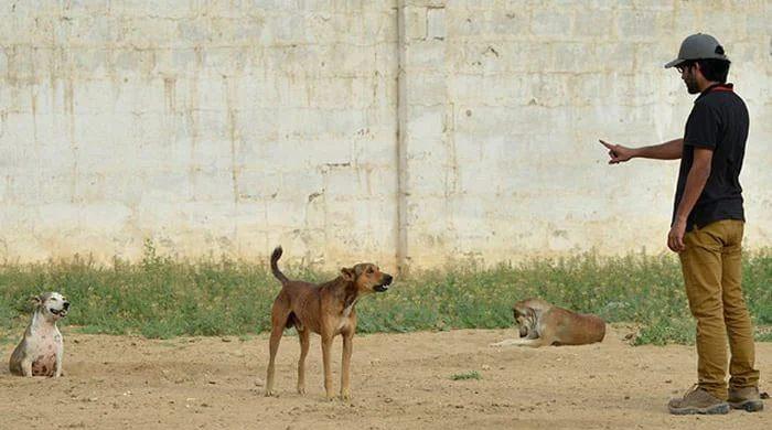 Six die from rabies in Karachi between May-August
