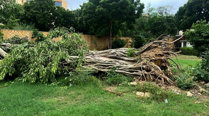 CM Murad orders restoration of 150-year-old historic Banyan tree at Qasr-e-Naz