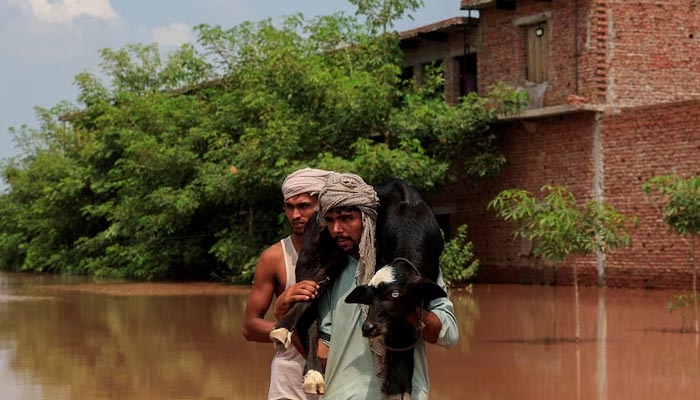 A man carries a new born buffalo calf as he wades through a flooded road, following monsoon rains and rising water levels of the Chenab River, in Qadirabad village near Punjabs Chenab River, August 28, 2025. — Reuters
