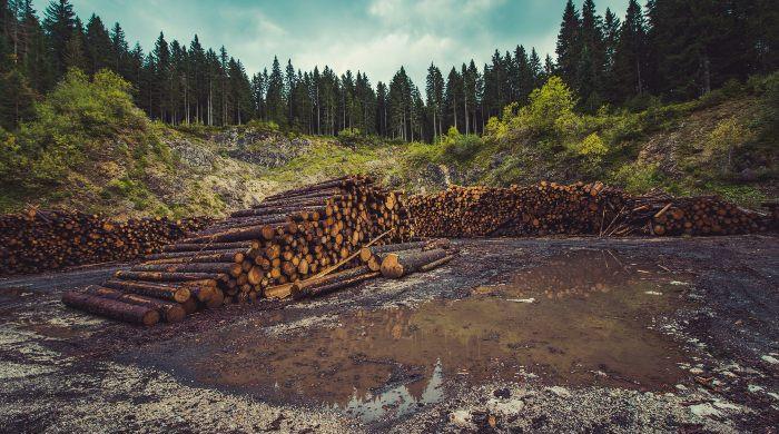 Rs1.7 billion timber scam unearthed in KP, 140 officials found implicated