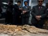 12-million-year-old porpoise fossil found in Peru