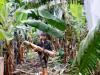 Bananas? Taiwan entrepreneur wants to make clothes out of plant material