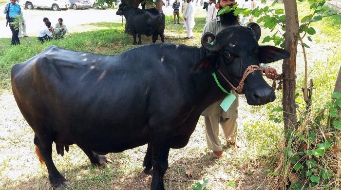 Unidentified men maim buffalo in Gujrat in yet another shocking case of animal abuse