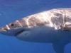 Shark bite‑resistant wetsuits could cut severe injuries: study