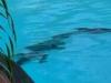 WATCH: Crocodile lurks in Australian luxury hotel pool