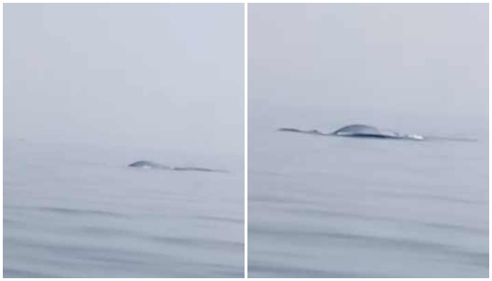 The movements of Bryde’s whales noticed on the surface of the calm sea at least 5 kilometers north of the fishing point. — Screengrab/WWF-Pakistan