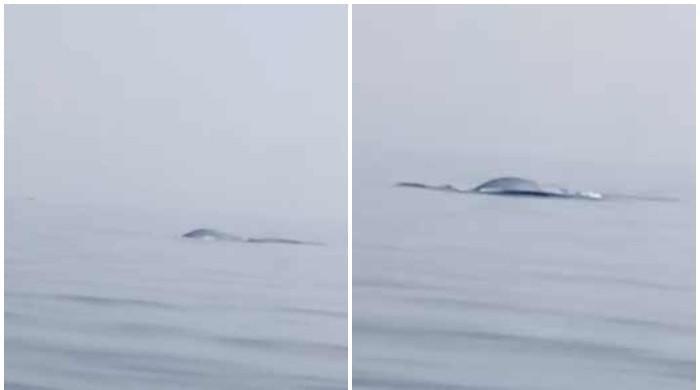 Rare group of Bryde's whales spotted near Gwadar coast