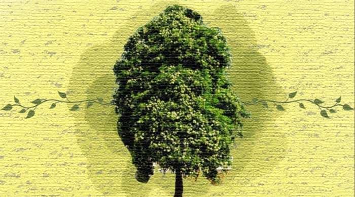 Green memories of a divided land