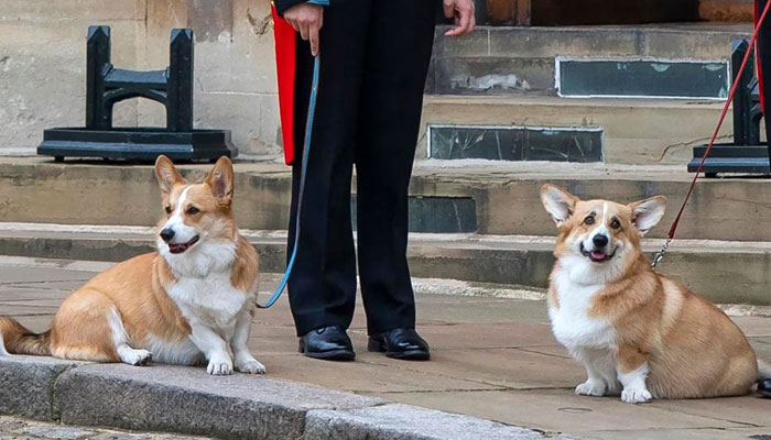 Sarah Fergusons obsession with late Queens dogs takes disturbing turn