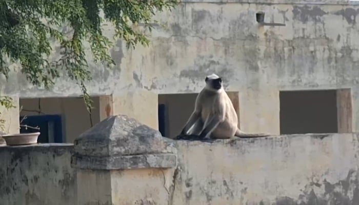 One of the monkeys from India in Nagarparker, can be scene in this image. — Reporter