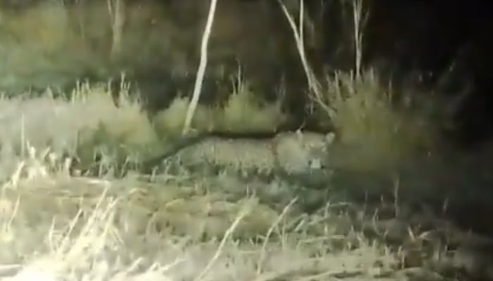 Screengrab taken from a video dated December 25, 2025, shows a leopard spotted inside the International Islamic University (IIU) premises. — X@WildlifeBoard
