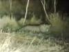 WATCH: Leopard spotted at Islamabad varsity as wildlife officials confirm presence