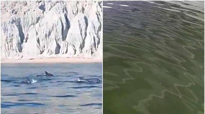 Pod of dolphins spotted in Gwadar amid Noctiluca bloom