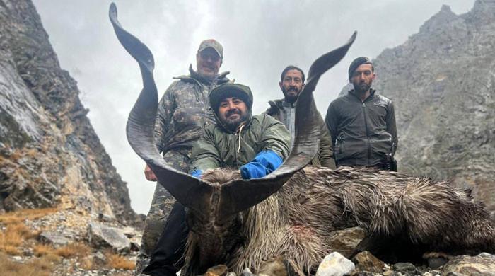 Russian national hunts Kashmiri Markhor in Chitral for $68,000