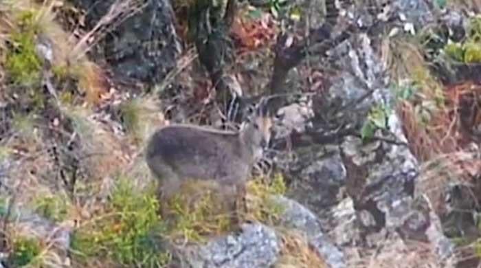 In a first, US citizen hunts grey goral for $54,500 in KP's Torghar
