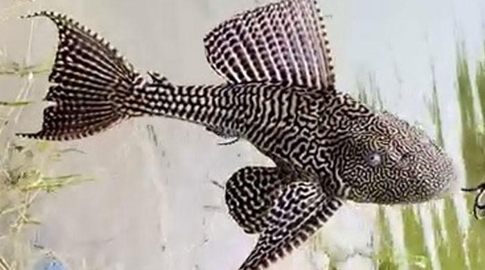 Invasive 'alien' fish spreading in Pakistani waters, threatening biodiversity