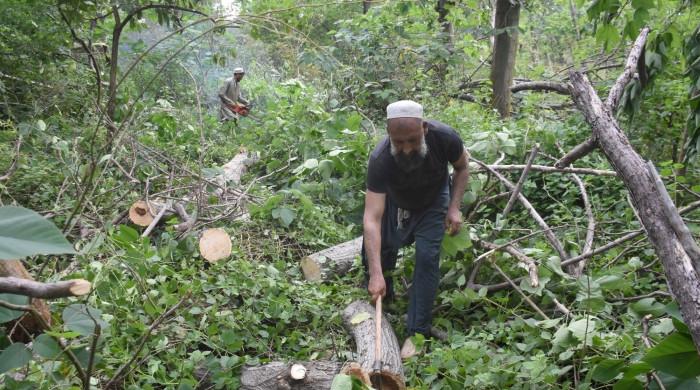 Tree cutting limited to paper mulberry, claims Islamabad admin
