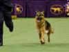 Some super-smart dogs can learn new words just by listening to humans talk