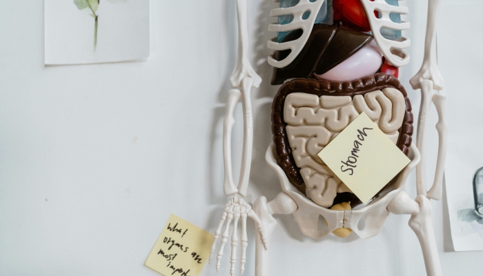 Representational image of digestive system. — Canva