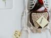 Does gut health shape how we age?
