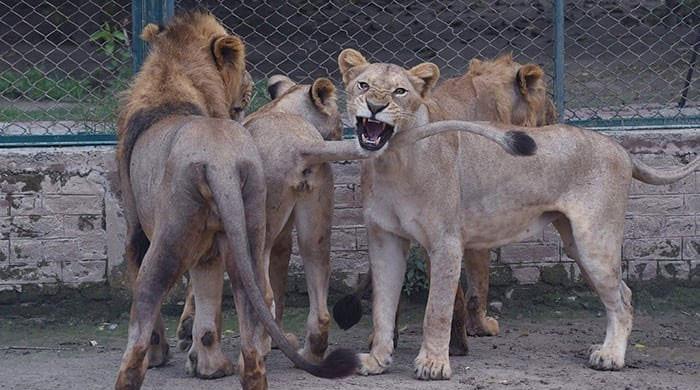 Minor boy amputated after pet lion attack at Lahore farm