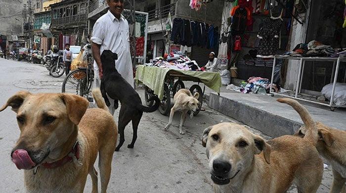 Sindh reports first rabies fatality of 2026 after 8-year-old dies in Sanghar