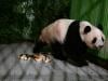 Japan-born pandas Xiao Xiao and Lei Lei arrive home in China's Sichuan
