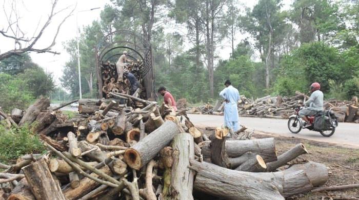 Islamabad's paper mulberry trees cut on PMO orders, CDA tells IHC 
