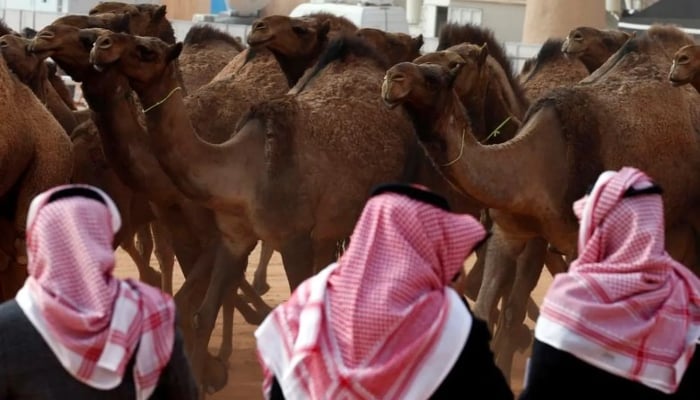 Saudi men stand next to camels as they participate in the King Abdulaziz Camel Festival in Rimah Governorate, north-east of Riyadh, Saudi Arabia, January 19, 2018. — Reuters