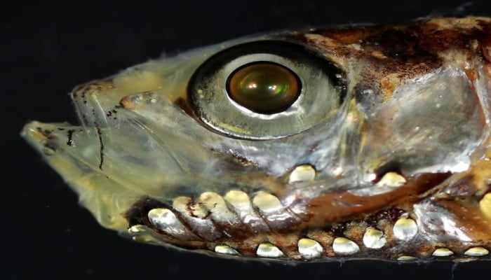 A close-up showing the shiny silver-green photophores (light organs) on the lower head of the deep-sea fish Maurolicus muelleri from the Red Sea, seen in this photograph released on February 11, 2026. — Reuters