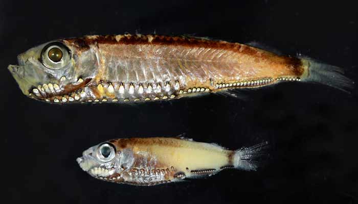 Two deep-sea fish species, Maurolicus muelleri and Maurolicus mucronatus from the Red Sea, that have hybrid photoreceptors in their eyes as larvae and adults, seen in this photograph released on February 11, 2026.— Reuters