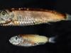 Deep-sea fish break the mold with novel visual system