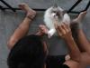 Could insight from cats lead to breast cancer cures?