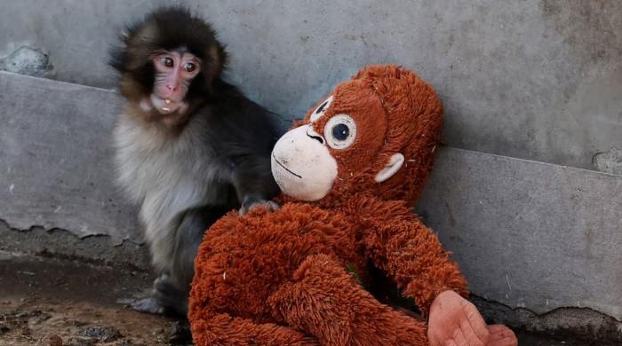 Abandoned baby monkey finds comfort in stuffed orangutan
