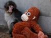 Abandoned baby monkey finds comfort in stuffed orangutan