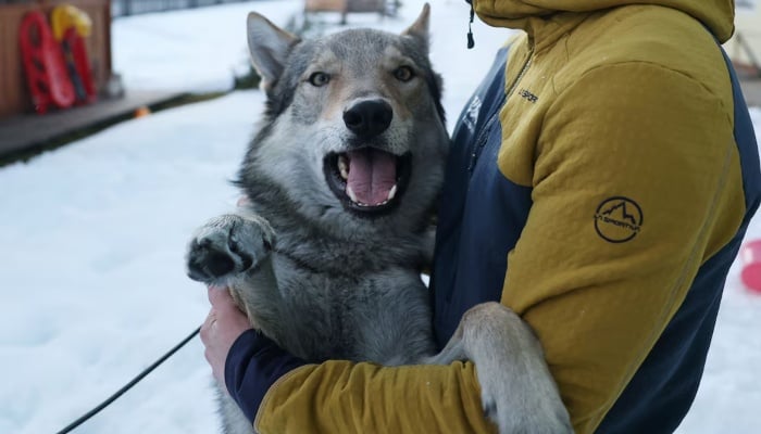 Nazgul, the dog who gatecrashed the Nordic Combined Team Sprint, Cross-Country, Via Lago, Tesero, Italy, February 20, 2026. — Reuters
