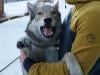 Owners recount panic after Nazgul gatecrashes race on doggy day out
