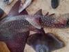 Critically endangered bowhead guitarfish caught in Gwadar East Bay