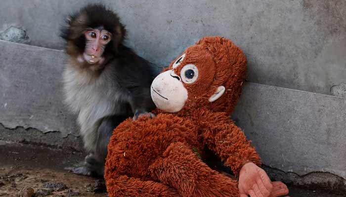 A baby Japanese macaque named Punch sits next to a stuffed orangutan at Ichikawa City Zoo, in Ichikawa, Chiba Prefecture, Japan, February 19, 2026.— Reuters