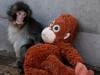 Punch the Japanese snow monkey captures hearts while kin face culls